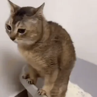 🐾 0e4d1d32 gato, animal, animal de estimação, gato doméstico telegram sticker