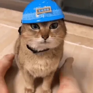 🐾 15487034 gato, gatinho, animal de estimação, animal, chapéu azul, fofo telegram sticker