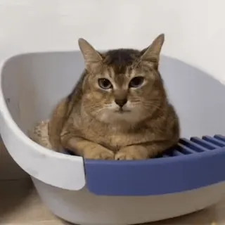 🐾 183307d3 gato, animal, felino, animal de estimação, gato doméstico, caixa de areia telegram sticker