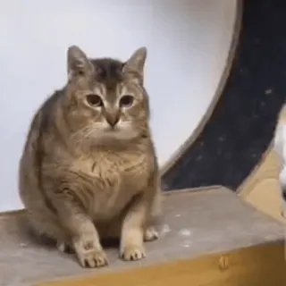 🐾 1d77b1ae gato, animal, gato doméstico, animal de estimação, felino, mamífero telegram sticker