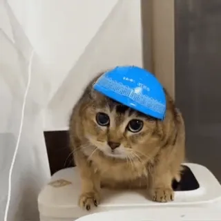 🐾 2066c191 gato, animal, animal de estimação, chapéu, fofo, animal doméstico, felino telegram sticker