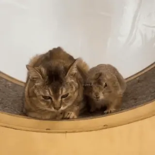 🐾 2085850d gato, cão da pradaria, animais, fofo, amizade telegram sticker