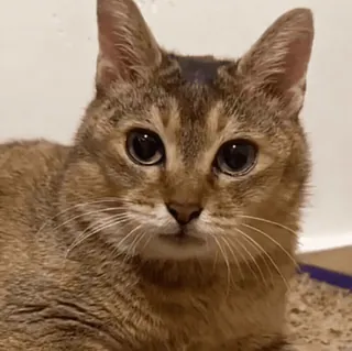 🐾 2bab069f gato, animal, animal de estimação, felino, animal doméstico telegram sticker