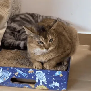 🐾 2ec2170e gato, animais, fofo, animal de estimação, gato doméstico, felino telegram sticker