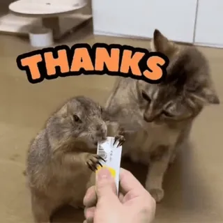🐾 2f979297 THANKS cão da pradaria, gato, animal, obrigado, fofo, animal de estimação, roedor telegram sticker