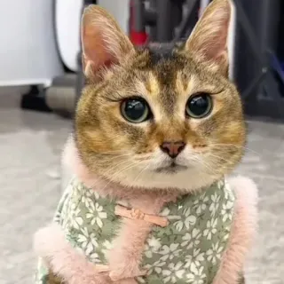 🐾 3a28739b gato, animal, fofo, animal de estimação, animal doméstico, felino telegram sticker