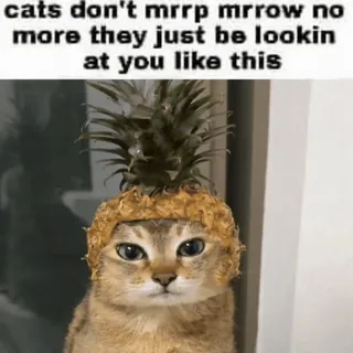 🐾 3b774857 cats don't mrrp mrrow no more they just be lookin at you like this gato, abacaxi, meme, engraçado, animal, animal de estimação telegram sticker