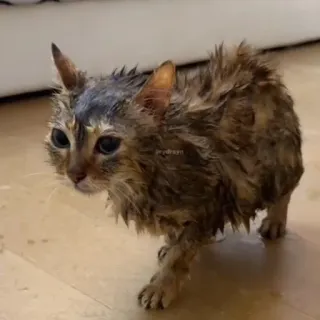 🐾 4626aa92 gato, molhado, animal, gatinho, animal de estimação, fofo, engraçado telegram sticker