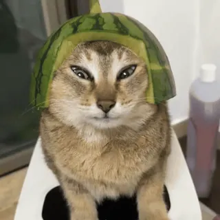 🐾 4ead8dfe gato, melancia, capacete, animal, animal de estimação, engraçado telegram sticker