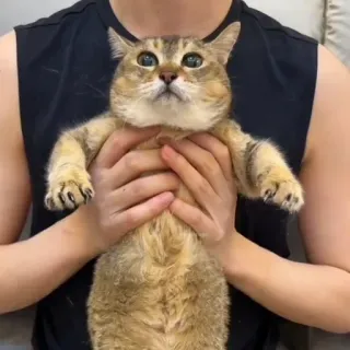 🐾 5735b547 gato, animal de estimação, animal, fofo, engraçado, gato doméstico telegram sticker