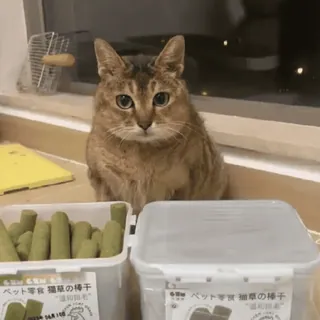 🐾 6b673775 ペット零食 猫草の梅干
ベット猫草の棒干 gato, ração para gato, erva para gato, petiscos, animal, animal de estimação telegram sticker