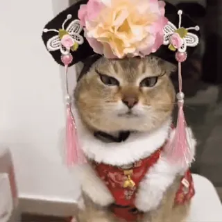 🐾 6e990b9d gato, animal, animal de estimação, roupa, fantasia, retrato, engraçado telegram sticker