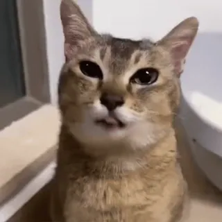 🐾 6e9caabb gato, animal de estimação, animal, fofo telegram sticker