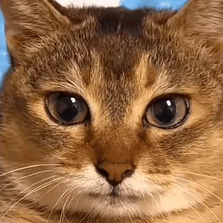 🐾 6fbac1a3 gato, animal, animal de estimação, felino, fofo, olhos, mamífero, doméstico telegram sticker