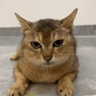 🐾 74f1ebae gato, animal, animal de estimação, animal doméstico, felino, mamífero telegram sticker