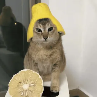 🐾 74f3ac55 gato, fruta, chapéu, animal, animal de estimação, fofo, pomelo telegram sticker