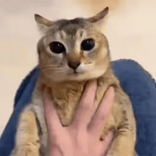 🐾 7782f696 gato, animal, fofo, animal de estimação, animal doméstico, felino telegram sticker