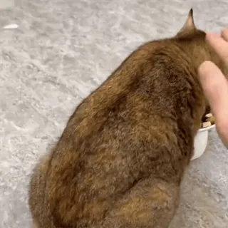 🐾 7a9883f9 gato, animal de estimação, animal, animal doméstico, comendo, comida telegram sticker