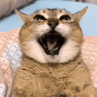 🐾 7ad5c1f1 gato, bocejo, fofo, animal, meme, engraçado, animal de estimação telegram sticker