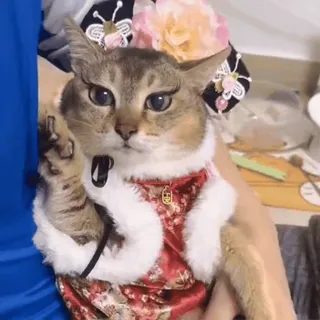 🐾 7f79e2e5 gato, animal, fofo, animal doméstico, animal de estimação, fantasiado, roupa tradicional telegram sticker