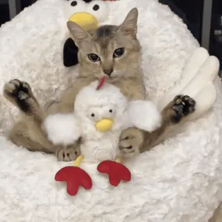 🐾 81f00ec9 gato, galinha, animal, fofo, animal de estimação, gatinho telegram sticker