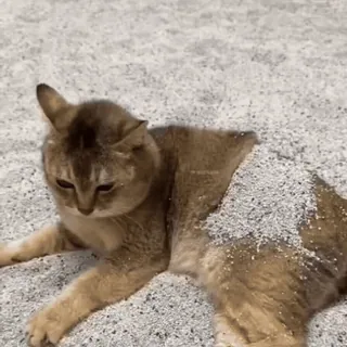 🐾 8443a75e gato, areia, animal, animal de estimação, fofo, engraçado telegram sticker