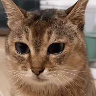 🐾 882bc879 gato, animal, animal de estimação, mamífero, gato doméstico, felino, gato tigrado telegram sticker