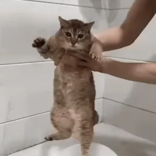 🐾 94ed3001 gato, animal, animal de estimação, fofo, engraçado, segurando, banheiro telegram sticker