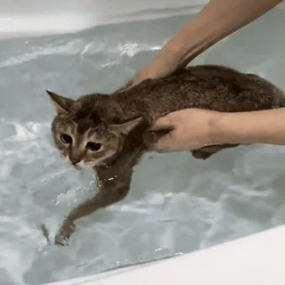 🐾 94f930ec gato, banho, animal de estimação, animal, água, gato doméstico, tomando banho telegram sticker