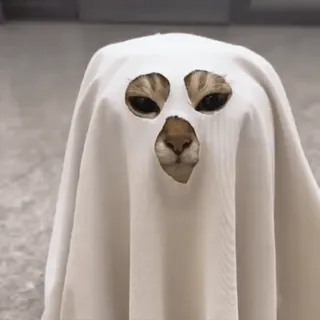 🐾 989739d3 gato, halloween, fantasma, animal, fantasia telegram sticker