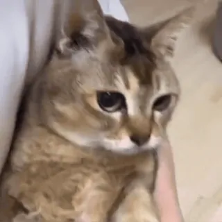 🐾 9a75aac5 gato, animal de estimação, animal, fofo, animal doméstico telegram sticker