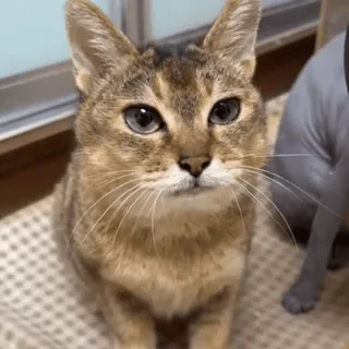 🐾 9c8c8a37 gato, animal, animal de estimação, gato doméstico, felino telegram sticker