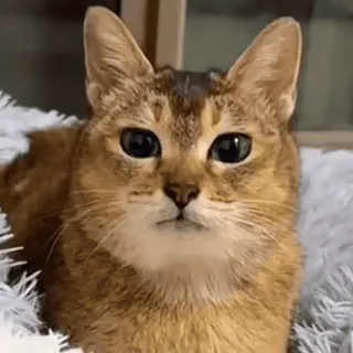 🐾 a68f5633 gato, animal, animal de estimação, gato doméstico, mamífero, felino telegram sticker