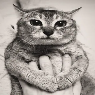 🐾 a7f964c7 gato, animal de estimação, animal, fofo, cinza, retrato telegram sticker