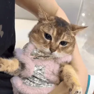 🐾 a7fe41f7 gato, animal, animal de estimação, fofo, peludo, doméstico, felino, mamífero telegram sticker