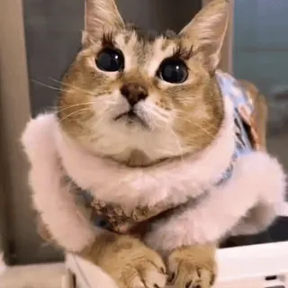 🐾 b28332ff gato, animal, fofo, animal de estimação, peludo, mamífero, gato doméstico telegram sticker