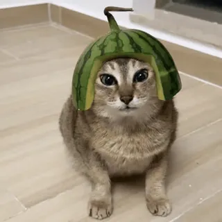 🐾 b6bcebcc gato, melancia, chapéu, animal, animal de estimação, engraçado, fofo telegram sticker