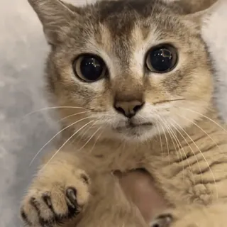 🐾 b7afebe5 gato, gatinho, animal, animal de estimação, fofo, olhos telegram sticker