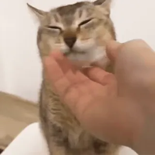 🐾 ca90b225 gato, animal de estimação, animal, fofo, mão, afeição, gato doméstico telegram sticker