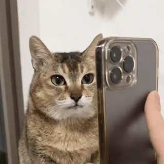 🐾 d0f74415 gato, selfie, animal, telefone, animal de estimação, fofo, gato doméstico telegram sticker