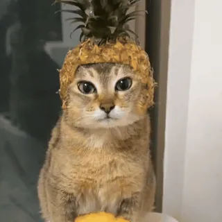 🐾 d57f2b9e gato, abacaxi, animal de estimação, animal, engraçado, humor, fofo telegram sticker