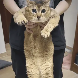 🐾 d5ccde5a gato, animal, animal de estimação, fofo, animal doméstico telegram sticker