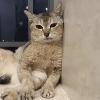 🐾 db23c154 gato, animal de estimação, animal doméstico, felino, animal telegram sticker