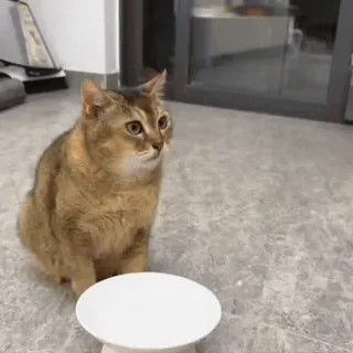 🐾 e737e073 gato, animal de estimação, animal, gato doméstico, felino, gato marrom telegram sticker