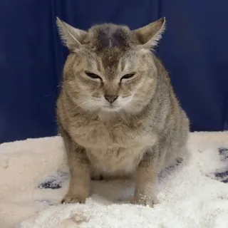 🐾 f8b9cf43 gato, felino, animal, animal de estimação, fofo, rabugento, neve telegram sticker