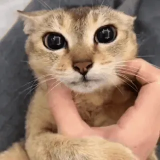 🐾 f91929cc gato, gatinho, animal, animal de estimação, fofo, doméstico, felino telegram sticker