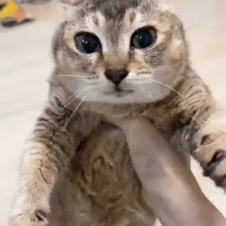 🐾 fd92f5c3 gato, animal, fofo, animal de estimação, mamífero, animal doméstico telegram sticker