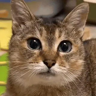 🐾 fe9edb24 gato, animal, animal de estimação, animal doméstico, fofo, olhos, rosto telegram sticker