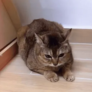 🐾 ff2b1f25 gato, animal de estimação, animal, gato doméstico, felino telegram sticker