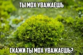 🌿 16c1cbd9 ТЫ МОХ УВАЖАЕШЬ
СКАЖИ ТЫ МОХ УВАЖАЕШЬ? mos, natuur, plant, tekst, russisch, meme telegram sticker